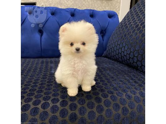 Pomeranian Puppies